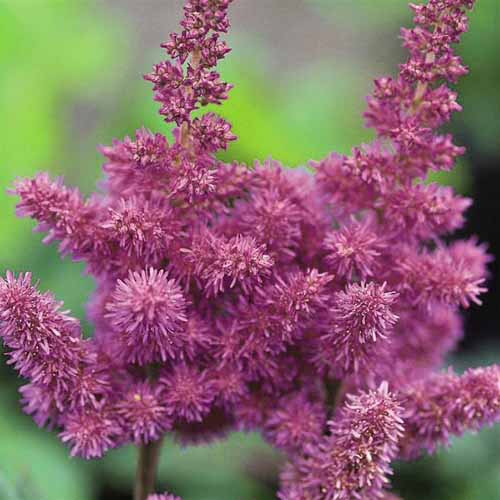 Une image carrée rapprochée des fleurs Astilbe «Visions» poussant dans le jardin illustré sur un fond de mise au point doux.