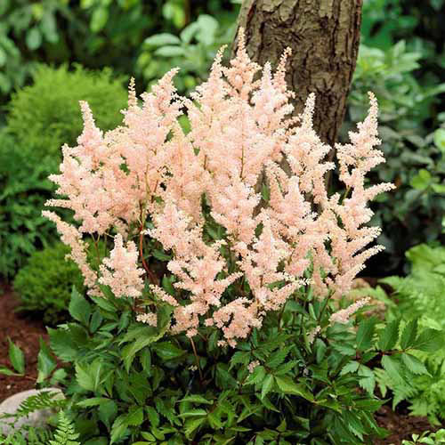Une image carrée rapprochée des fleurs Astilbe «Blossom de pêche» poussant dans le jardin.