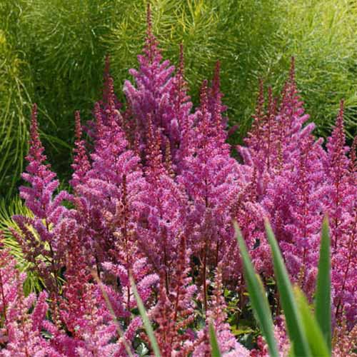 Une image carrée rapprochée de fleurs roses «Maggie Daley» Astilbe poussant dans le jardin.