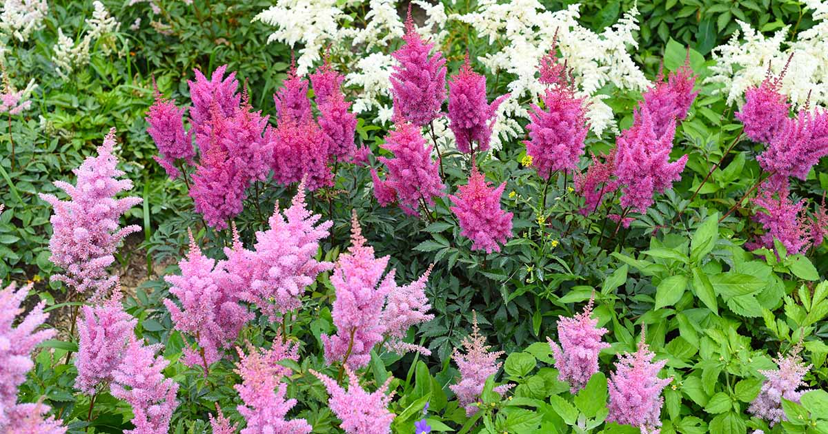 Quand Astilbe fleurit-elle? Prolonger la saison de floraison