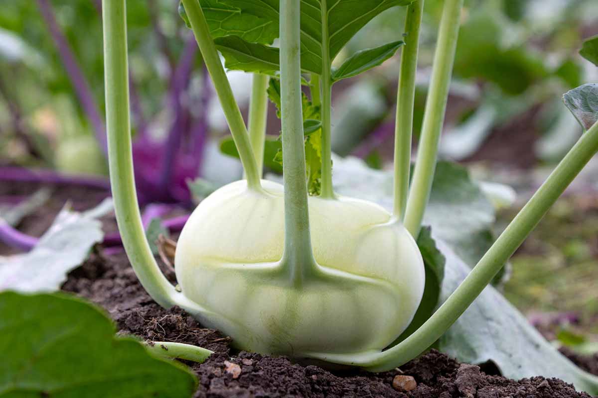 Une image horizontale rapprochée des plantes Kohlrabi (Brassica oleracea var. Gongylodes) poussant dans le potager.