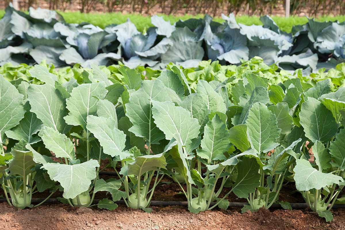 Une image horizontale rapprochée de rangées soignées de Kohlrabi (Brassica oleracea var. Gongylodes) poussant dans le potager.