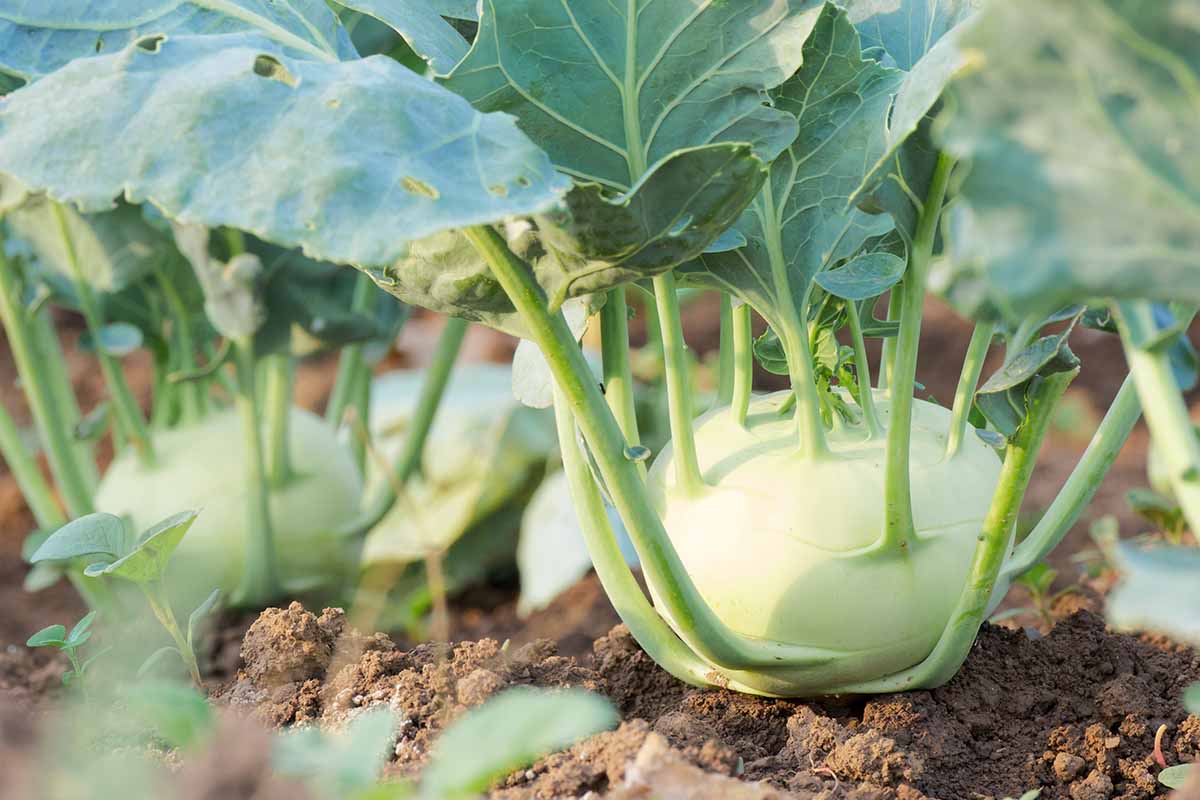 Une image horizontale rapprochée de Brassica oleracea var. Les plantes de gongylodes poussent dans le potager.