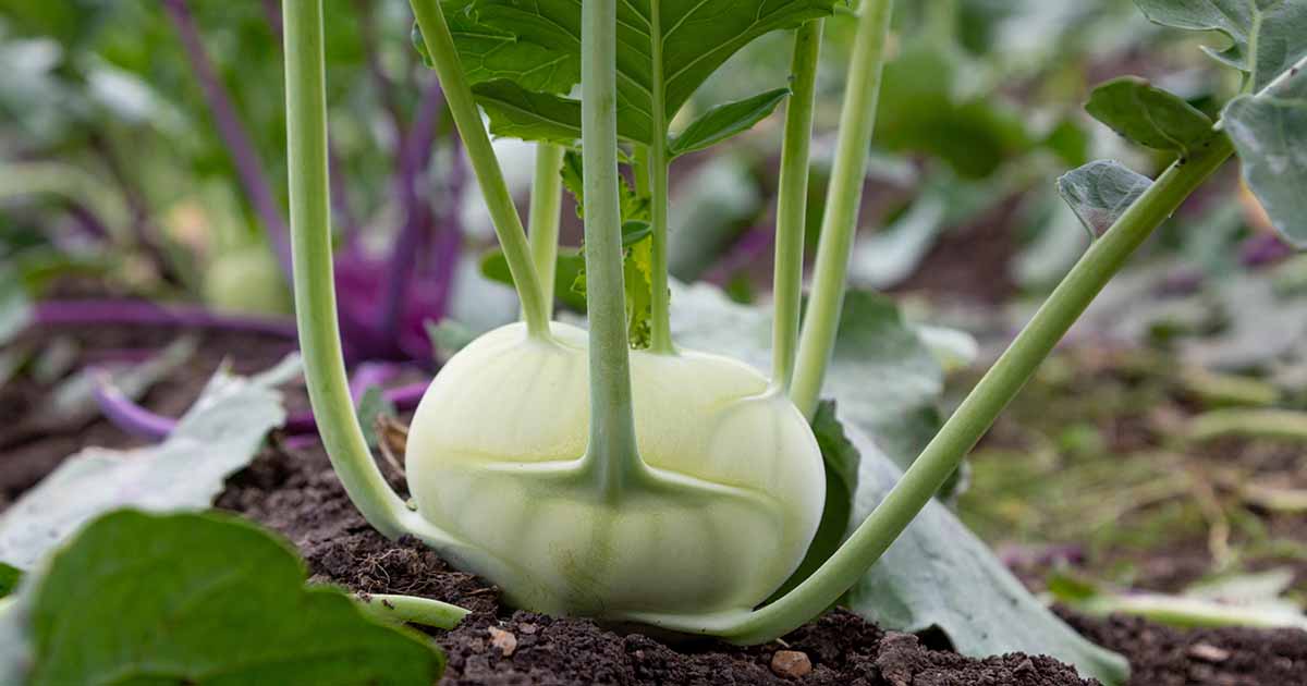 À quelle distance les plantes Kohlrabi de l'espace