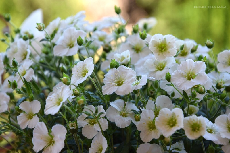 Arenaria-Montana-Muntain Sandwort
