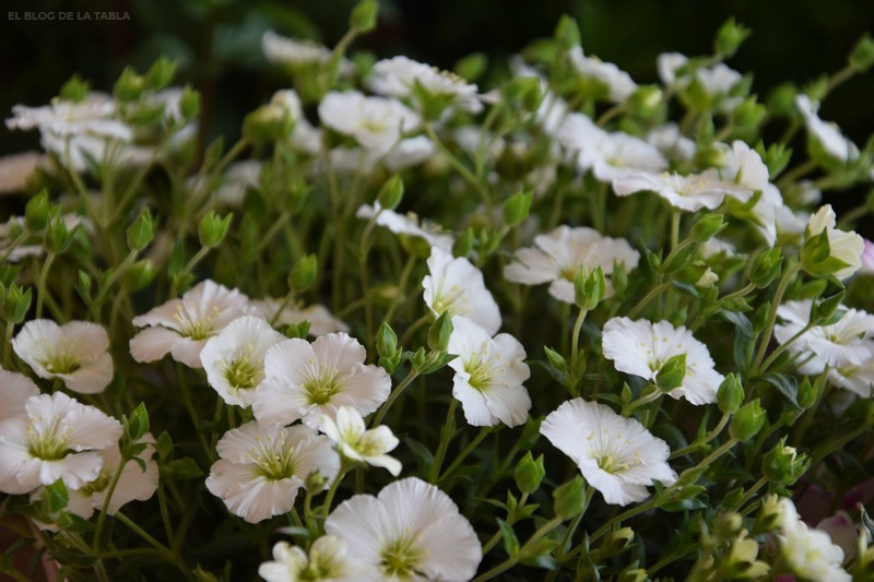 Arenaria-Montana-Muntain Sandwort