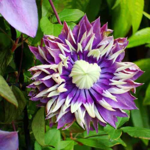 Une image carrée rapprochée d'une floraison bicolorée «taGa» Clematis illustrée sur un fond de mise au point doux.