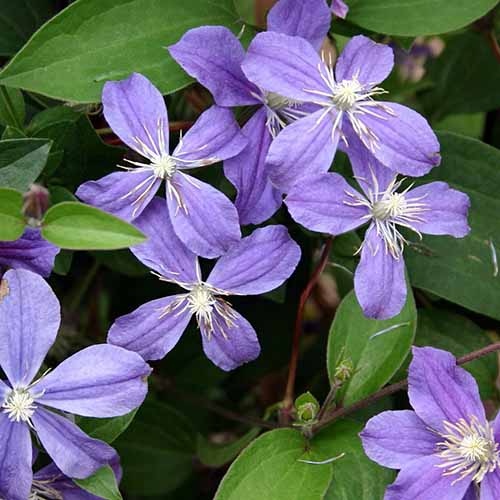 Une image carrée rapprochée des jolies fleurs violettes de Clematis «Arabella» poussant dans le jardin avec le feuillage en foyer doux en arrière-plan.