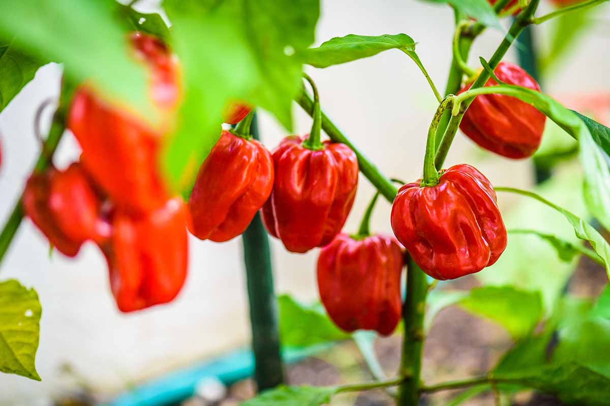 Une photo horizontale de plusieurs plants de poivron habanero rouge des Caraïbes poussant dans un jardin avec des fruits mûrs.