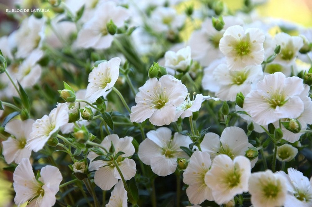 Montana Arenaria. Plantes méditerranéennes pour jardins roches