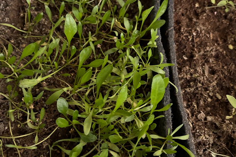 Quelles sont vos plantes préférées pour cultiver dans le jardin?