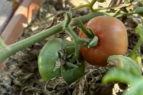 Qu'aimeriez-vous dire à nos nouveaux jardiniers?