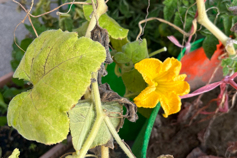 Un piratage de jardinage que vous souhaitez partager avec nous?