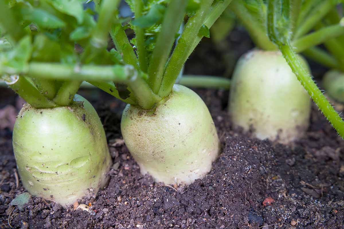 Une image horizontale rapprochée de Daikons avec le sommet de leurs racines qui se dressent au-dessus du sol.