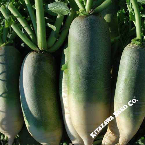 Une image carrée rapprochée de quelques grands radis «à la viande verte» illustrés sous un soleil brillant. En bas à droite du cadre se trouve un logo blanc.