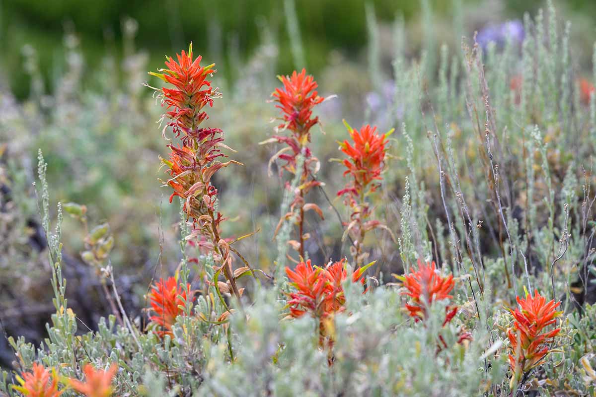 Une image horizontale des fleurs rouges du pinceau indien du Wyoming poussant sauvage.