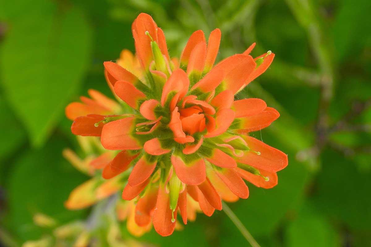 Une image horizontale rapprochée d'une fleur de pinceau indienne poussant dans le jardin illustré sur un fond de mise au point doux.