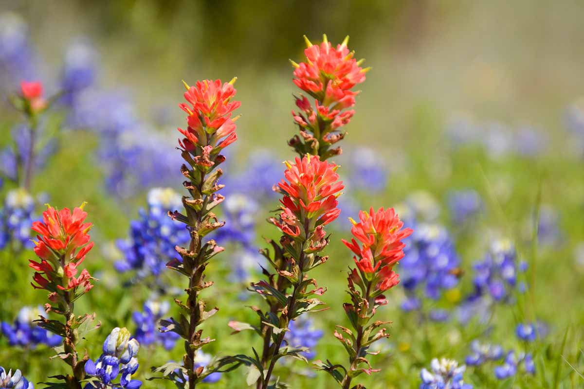 Une image horizontale de pinceaux indiens dans un champ avec des bluebonnets illustrés sur un fond de mise au point doux.