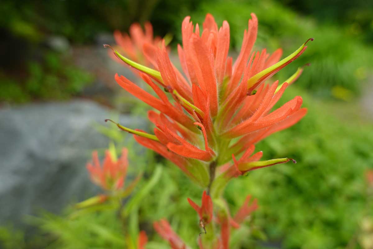 Une image horizontale rapprochée d'une seule fleur de Castilleja miniata rouge et verte illustrée sur un fond de mise au point doux.