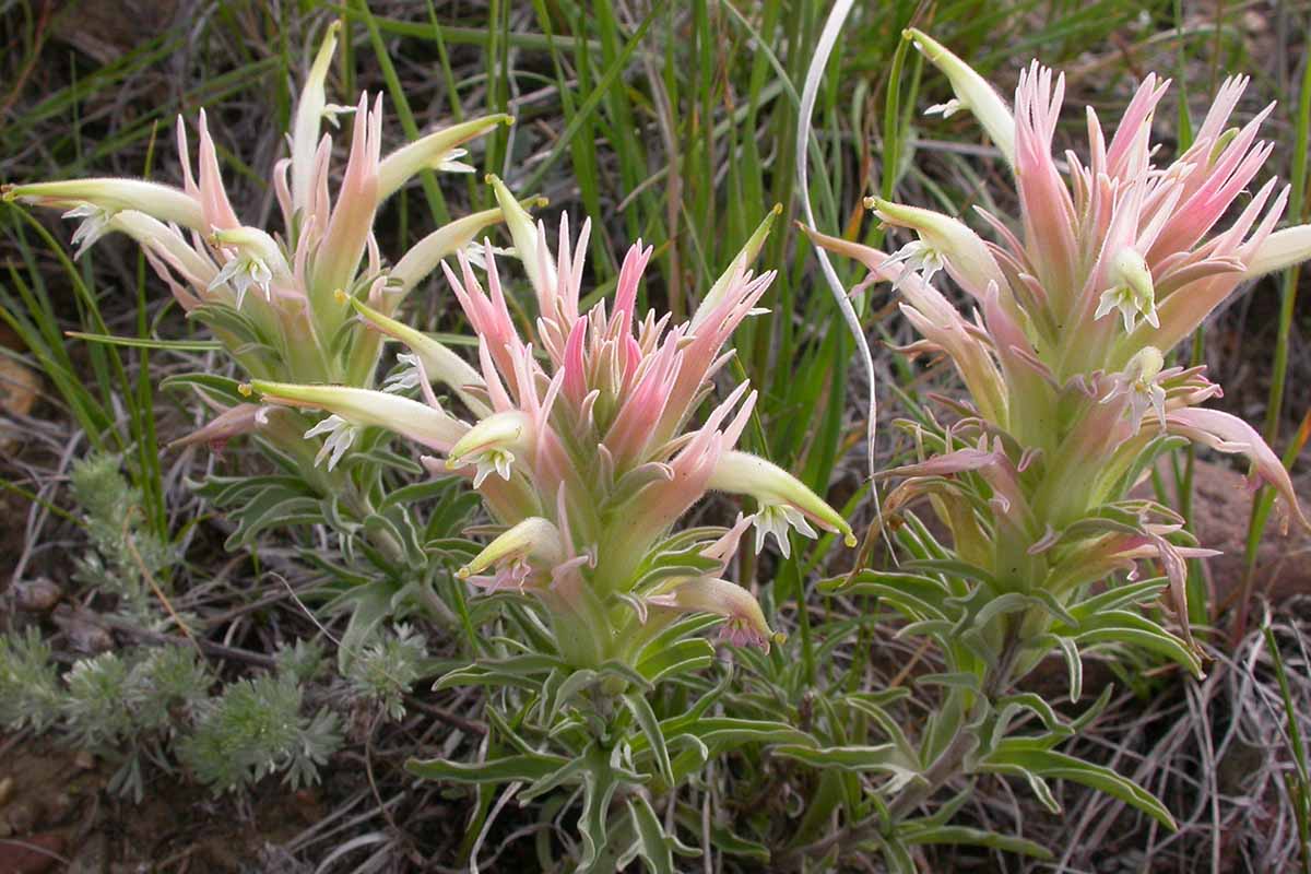 Une image horizontale rapprochée de fleurs roses Castilleja Sessilifolia poussant sauvage.