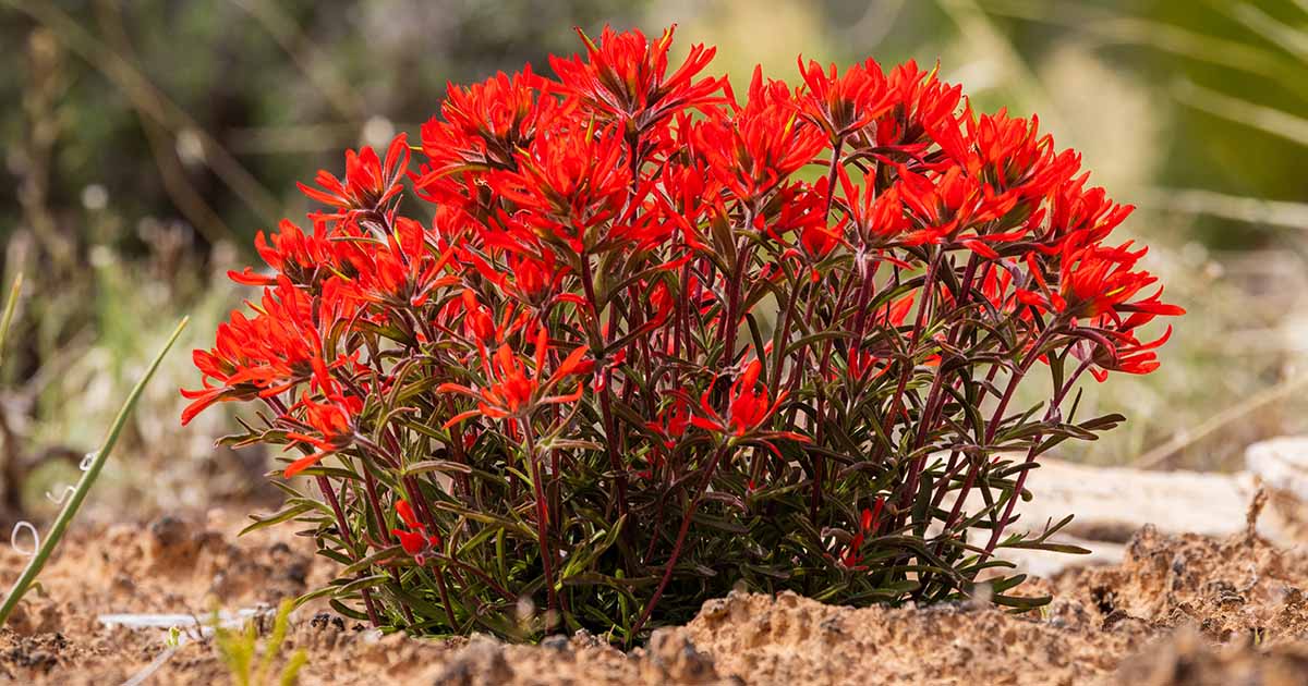 Comment planter et cultiver des fleurs de pinceau indien (Castilleja)