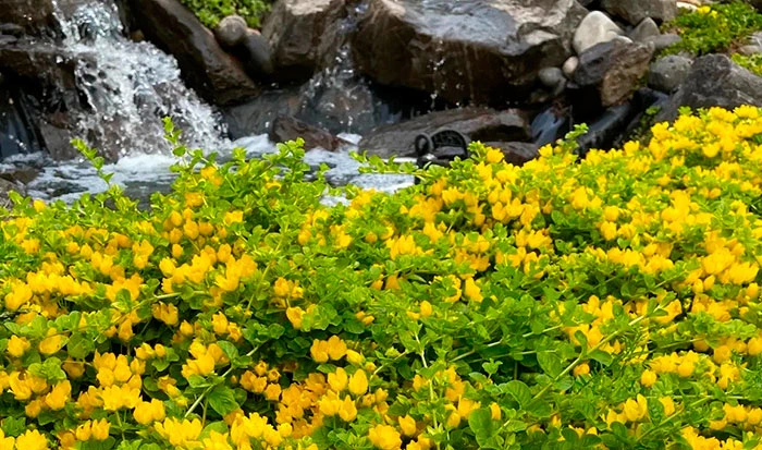 Lysimachia nummularia plante dans le jardin Lysimachia nummularia plante dans le jardin