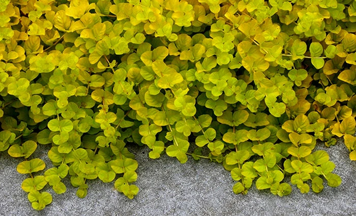 Lysimachia nummularia aurea plante Lysimachia nummularia aurea plante