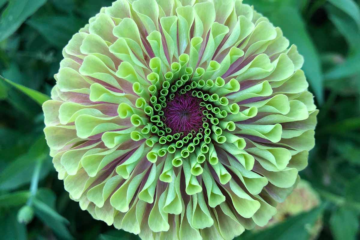 Une image horizontale rapprochée d'une fleur de zinnia reine de la chaux poussant dans le jardin et illustrée pour montrer tous les détails des pétales.