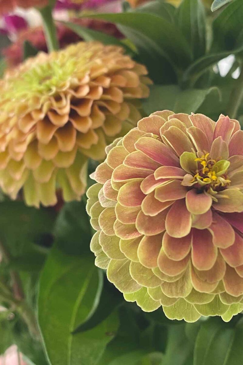 Une image verticale rapprochée des fleurs de Zinnia «Blush» de la chaux Queeny poussant dans le jardin avec le feuillage en concentration douce en arrière-plan.