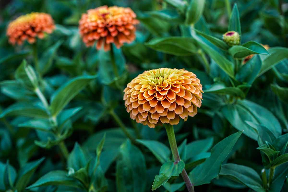 Une image horizontale rapprochée des fleurs de zinnia «orange» poussant dans le jardin avec le feuillage en concentration douce en arrière-plan.