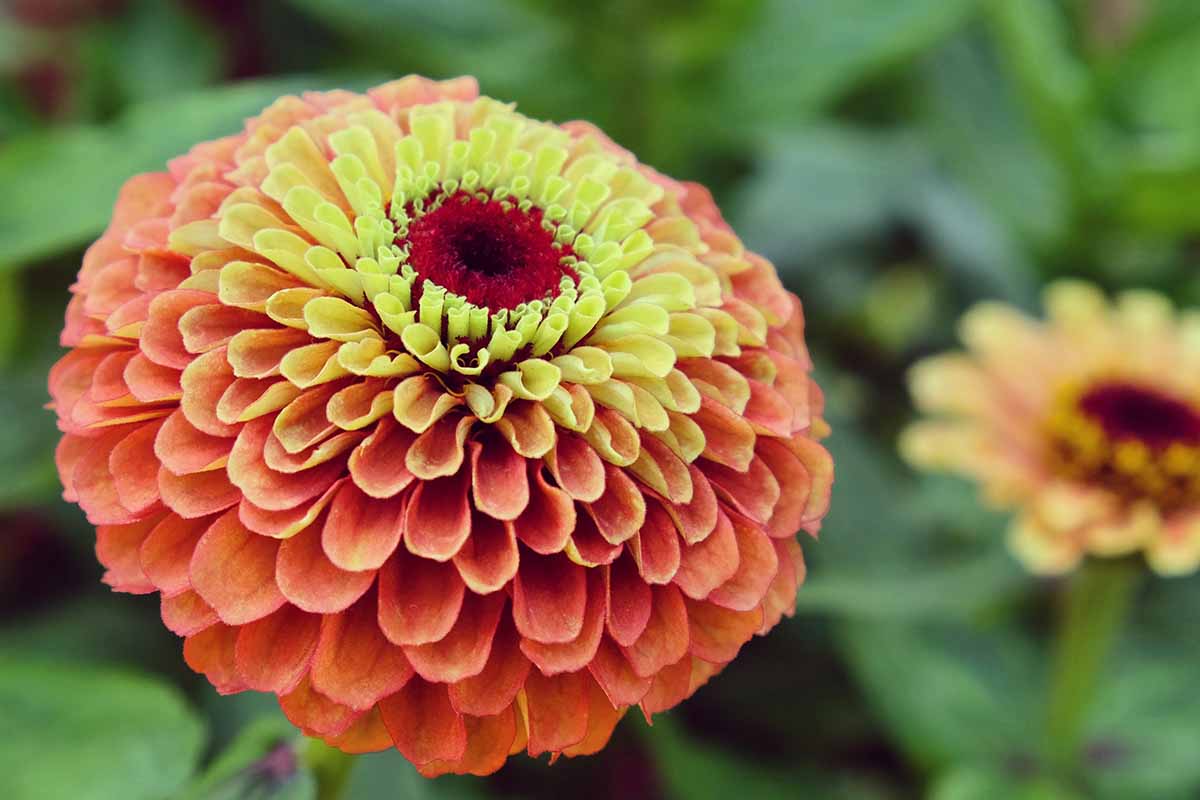 Une image horizontale rapprochée d'une fleur de zinnia «orange» de lime queeny, poussant dans le jardin illustré sur un fond de mise au point doux.