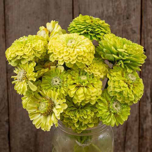 Une image carrée rapprochée d'un bouquet de fleurs de zinnia de lime Queeny dans un bocal avec un mur en bois en arrière-plan.