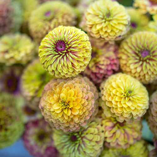 Une image carrée rapprochée des fleurs «blush» de la chaux Queeny dans un vase à l'intérieur.