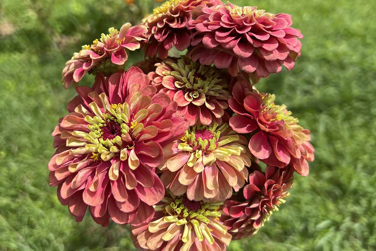 Une image horizontale rapprochée d'un bouquet de fleurs de zinnia «rouge» de la chaux Queeny illustrée au soleil brillant sur un fond de mise au point doux vert.