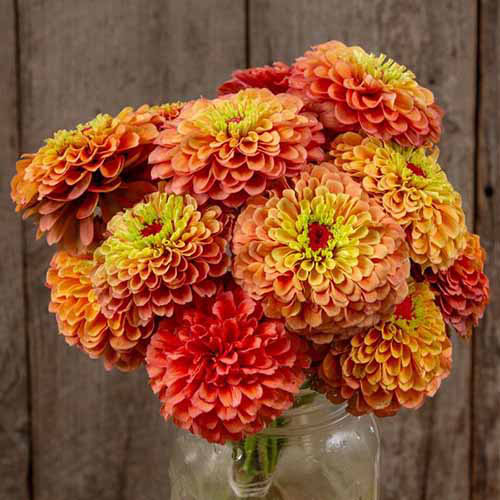 Une image carrée rapprochée d'un bouquet de fleurs de zinnia «orange» Queeny Lime «Orange» dans un vase en verre à l'intérieur.