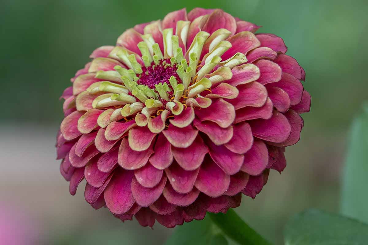 Une image horizontale rapprochée d'une fleur de zinnia «rouge» reine de la chaux reine illustrée sur un fond de mise au point doux.
