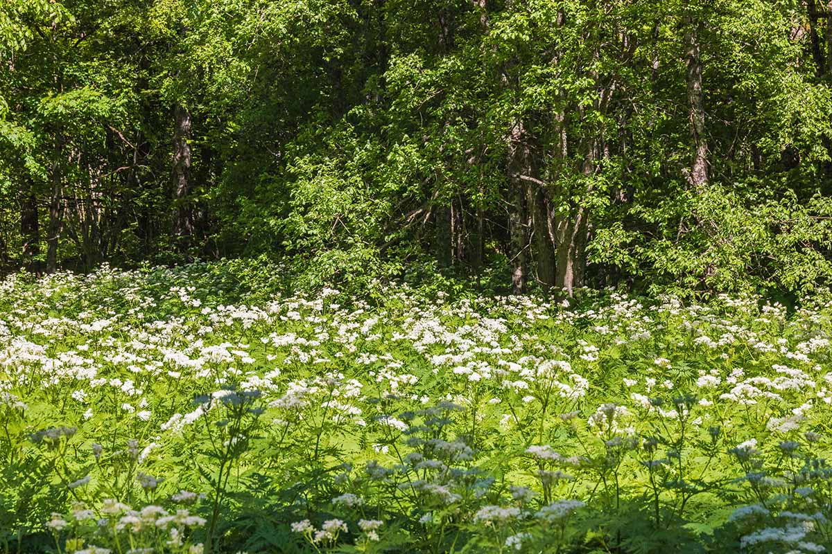 Une image horizontale d'un grand peuplement de sucré sauvage qui pousse au bord d'un bois illustré sous un soleil léger.