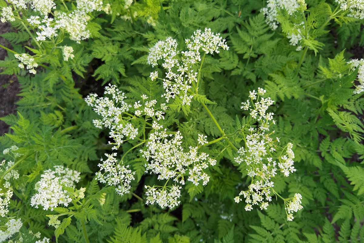 Une image horizontale rapprochée des fleurs et du feuillage de la douceur (myrrhis odorata) poussant dans le jardin.