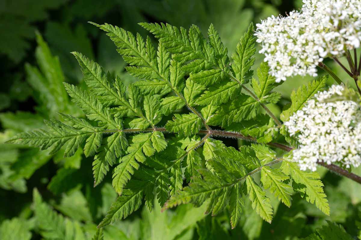 Une image horizontale rapprochée du feuillage en forme de fougère et des fleurs blanches de doux (myrrhis odorata) illustré sous un soleil léger.