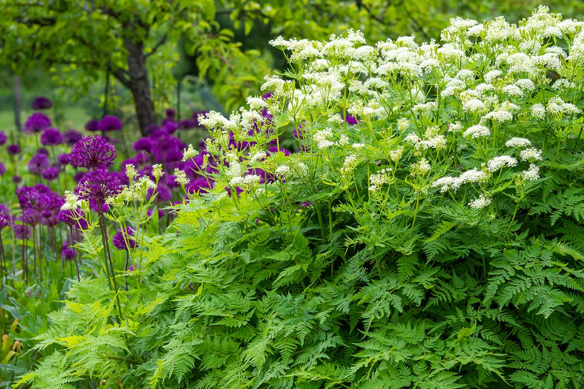 Une image horizontale d'une grande touffe de douceur (myrrhis odorata) poussant avec des alliums violets dans le jardin d'herbes.