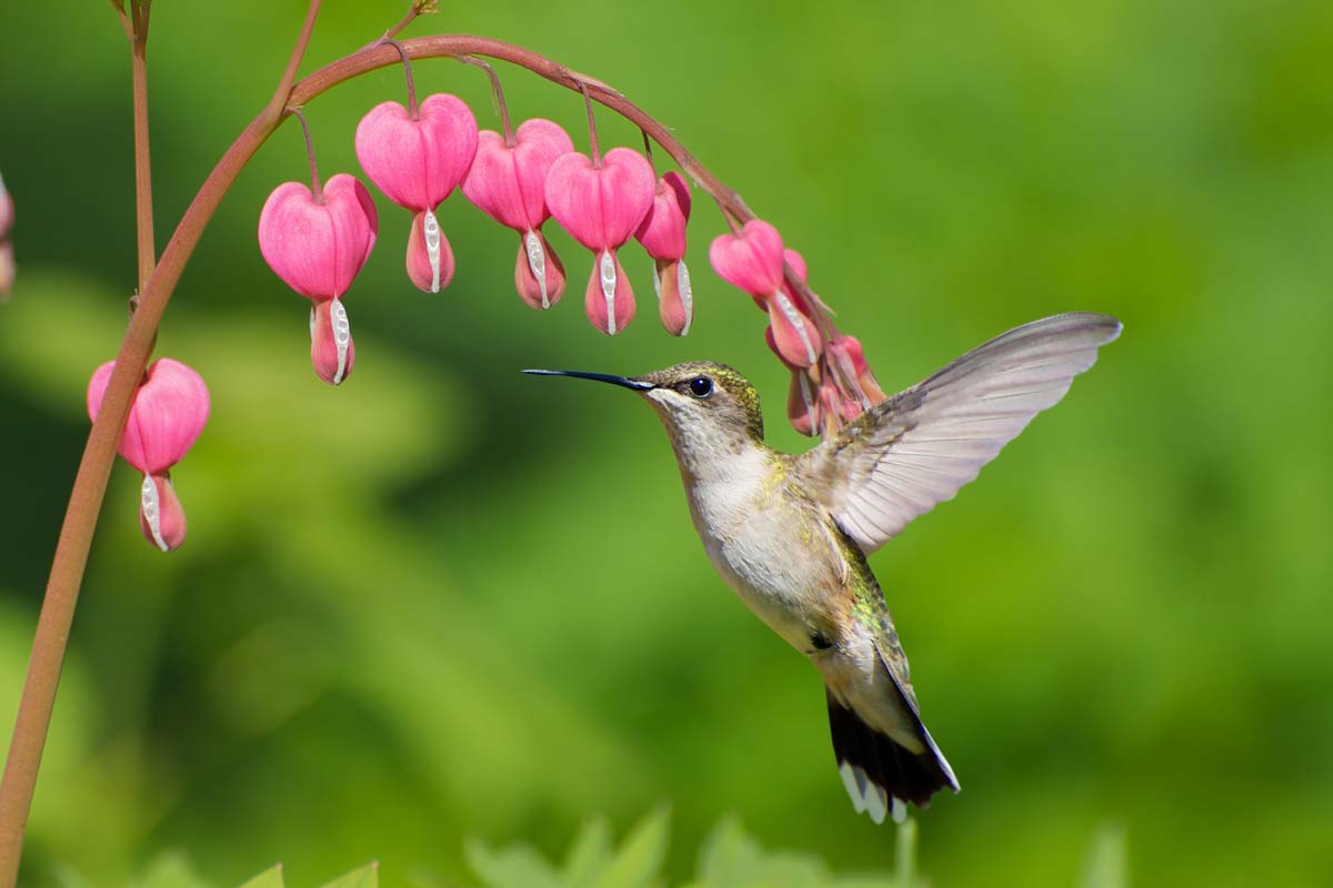 Une image horizontale rapprochée d'un colibri s'approchant d'une tige de cœur saignant rose (Lamprocapnos spectabilis) des fleurs illustrées sur un fond vert.
