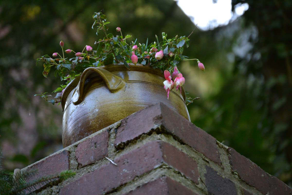 Une image horizontale rapprochée des fleurs de lamprocapnos spectabilis poussant dans un récipient en céramique sur le dessus d'un mur de briques illustré sur un fond de mise au point doux.
