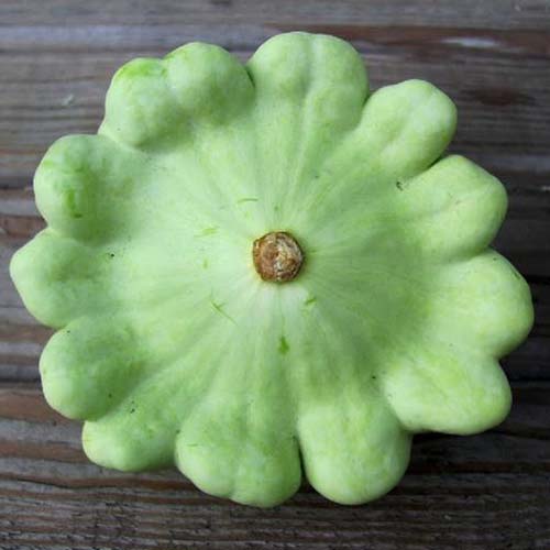 Une image en haut en haut de «Bennings Green Tint», une courge Patty Patty Green, placée sur une surface en bois.