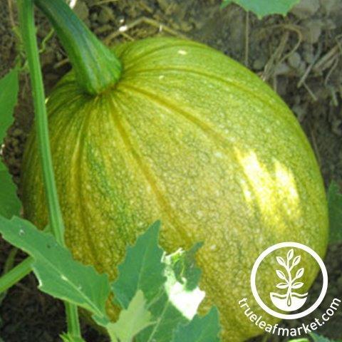 Gros plan d'un fruit de courge mûr taturé poussant sur la vigne.