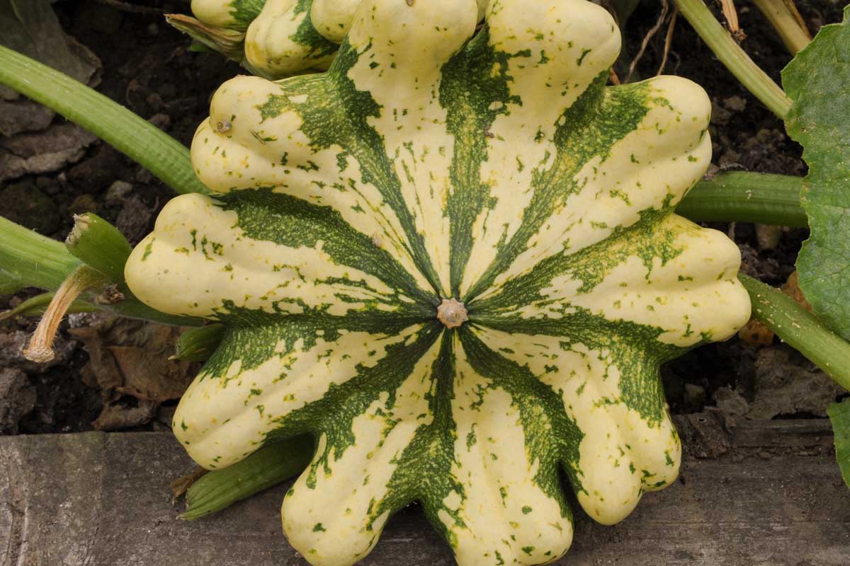 Un gros plan d'une courge variée inhabituelle, en crème pâle avec des rayures vertes, poussant dans le jardin avec le feuillage en arrière-plan.