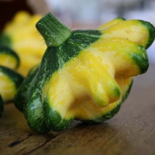 Un gros plan d'un green et jaune Patty Pan Squash 'Panache Jaune et Vert' sur une surface en bois, sur un fond de mise au point doux.