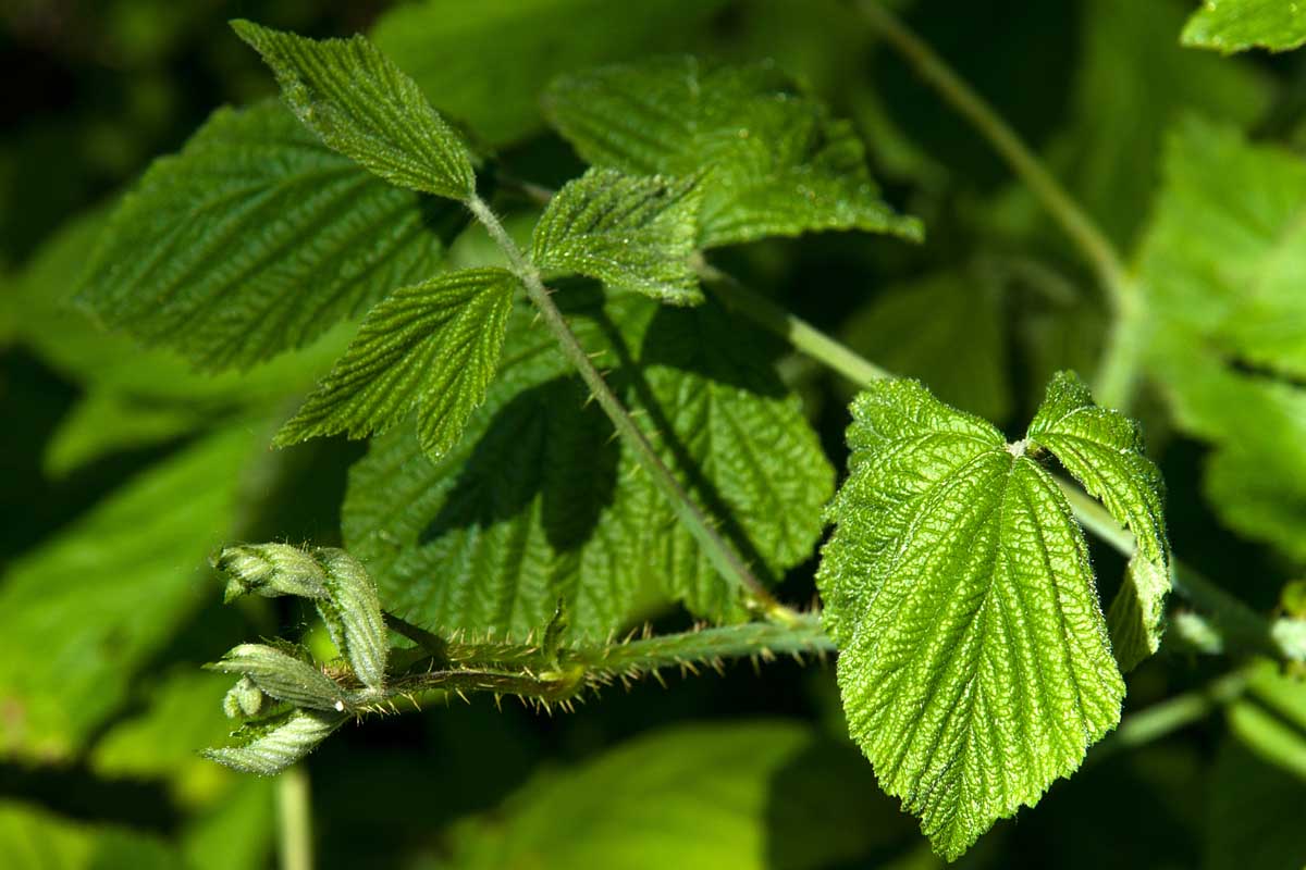 Une image horizontale rapprochée de la nouvelle croissance du printemps sur une vigne aux baies.