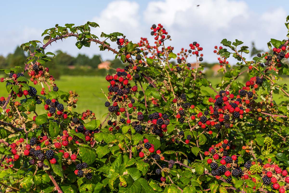 Une image horizontale rapprochée d'un Blackberry Bush avec des fruits mûrs et non mûrs poussant au bord d'un champ.
