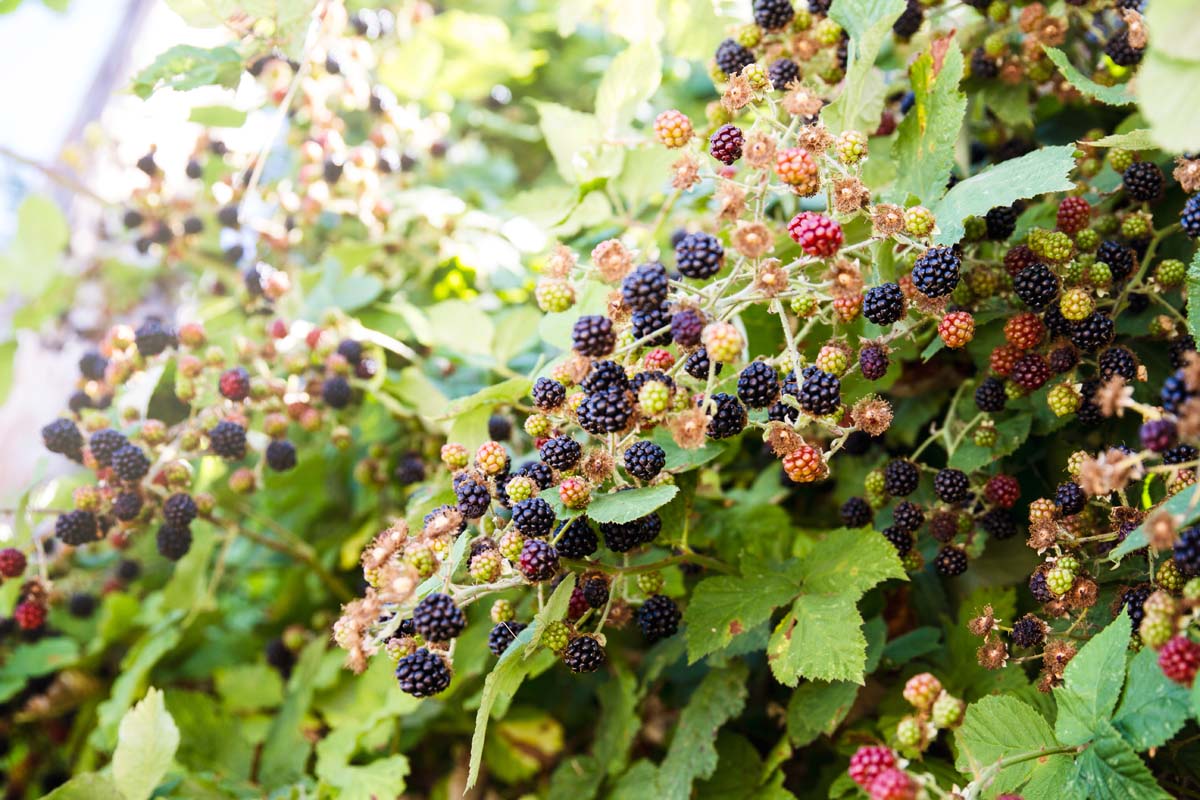 Une image horizontale de grands buissons de mûres avec des fruits mûrs et non mûrs qui poussent dans le jardin.