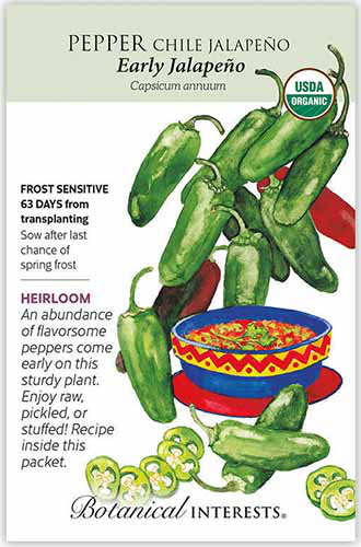 Un paquet de graines de «Jalapeno précoce» avec une illustration dessinée à la main à droite du cadre et du texte vers la gauche.
